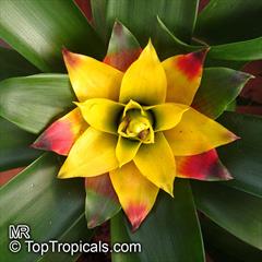 گازمانیا وِلا